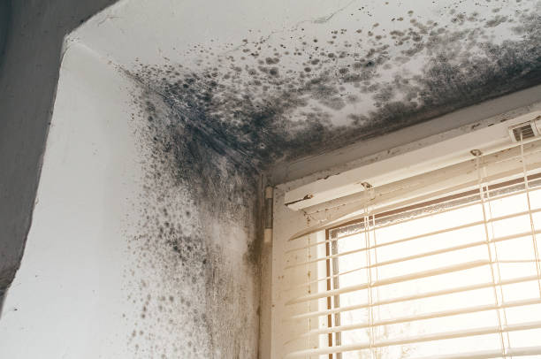 Affordable Basement Mold Removal solutions in Woodcliff Lake, NJ